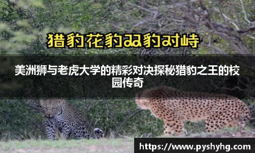 美洲狮与老虎大学的精彩对决探秘猎豹之王的校园传奇